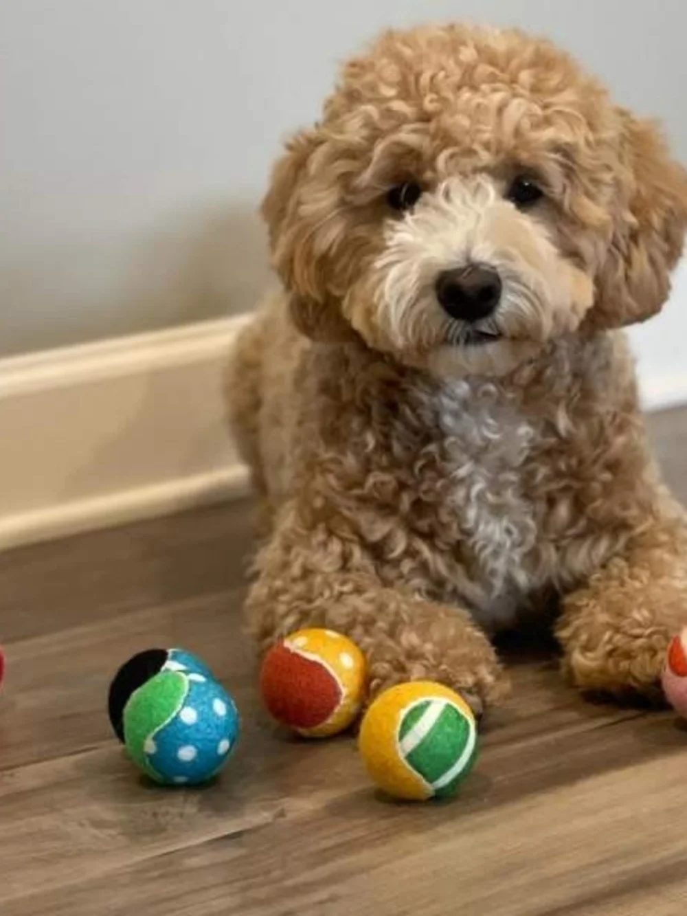 Dog Tennis Ball Toy - 2